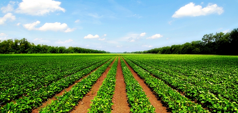 NRI Agricultural Land: Can NRI buy Agricultural Land in India?