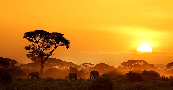 11 Best Honeymoon Destinations For NRIs- Kenya